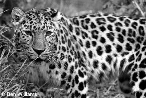 Is the Leopard Extinct? image 0