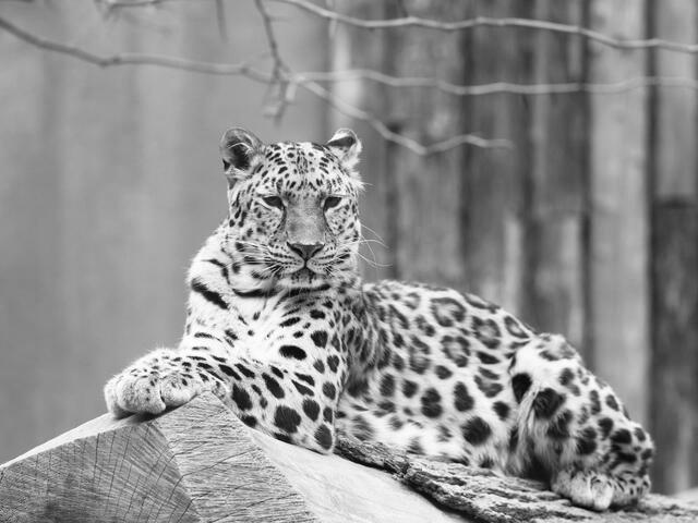 Is the Leopard Extinct? image 6